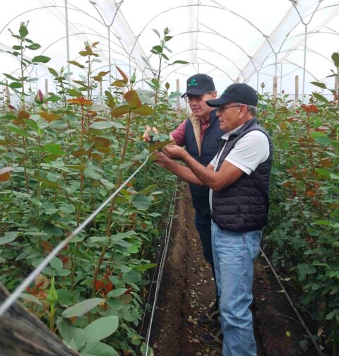 Ingenieros en cultivo