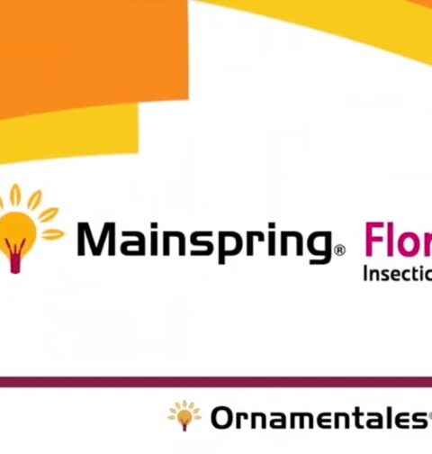 Mainspring-Syngenta