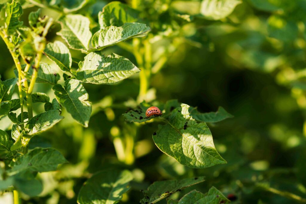 Insecto alimentandose en cultivo