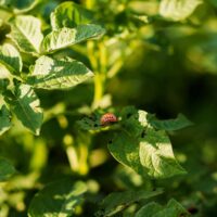 Insecto alimentandose en cultivo