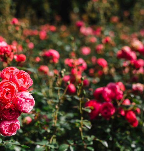 Cultivo rosas BAYER