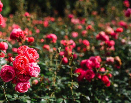Cultivo rosas BAYER