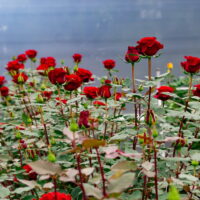 Cultivo de rosas rojas bajo invernadero.