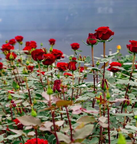 Cultivo de rosas rojas bajo invernadero.