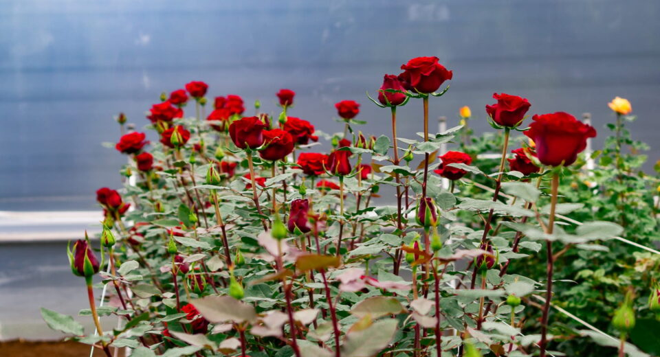 Cultivo de rosas rojas bajo invernadero.