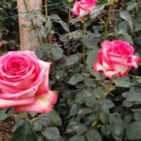 Cultivo de rosas rosadas