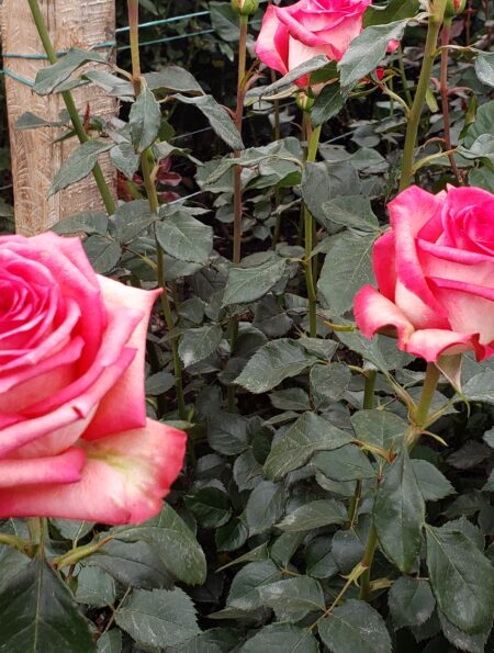 Cultivo de rosas rosadas