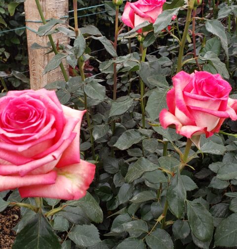 Cultivo de rosas rosadas