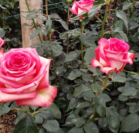 Cultivo de rosas rosadas