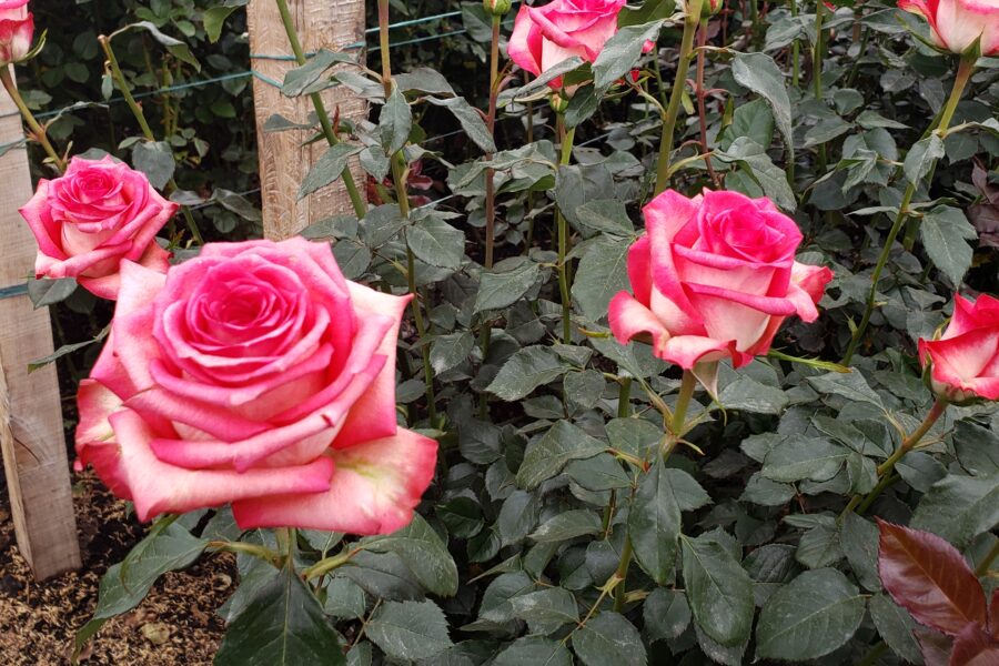 Cultivo de rosas rosadas