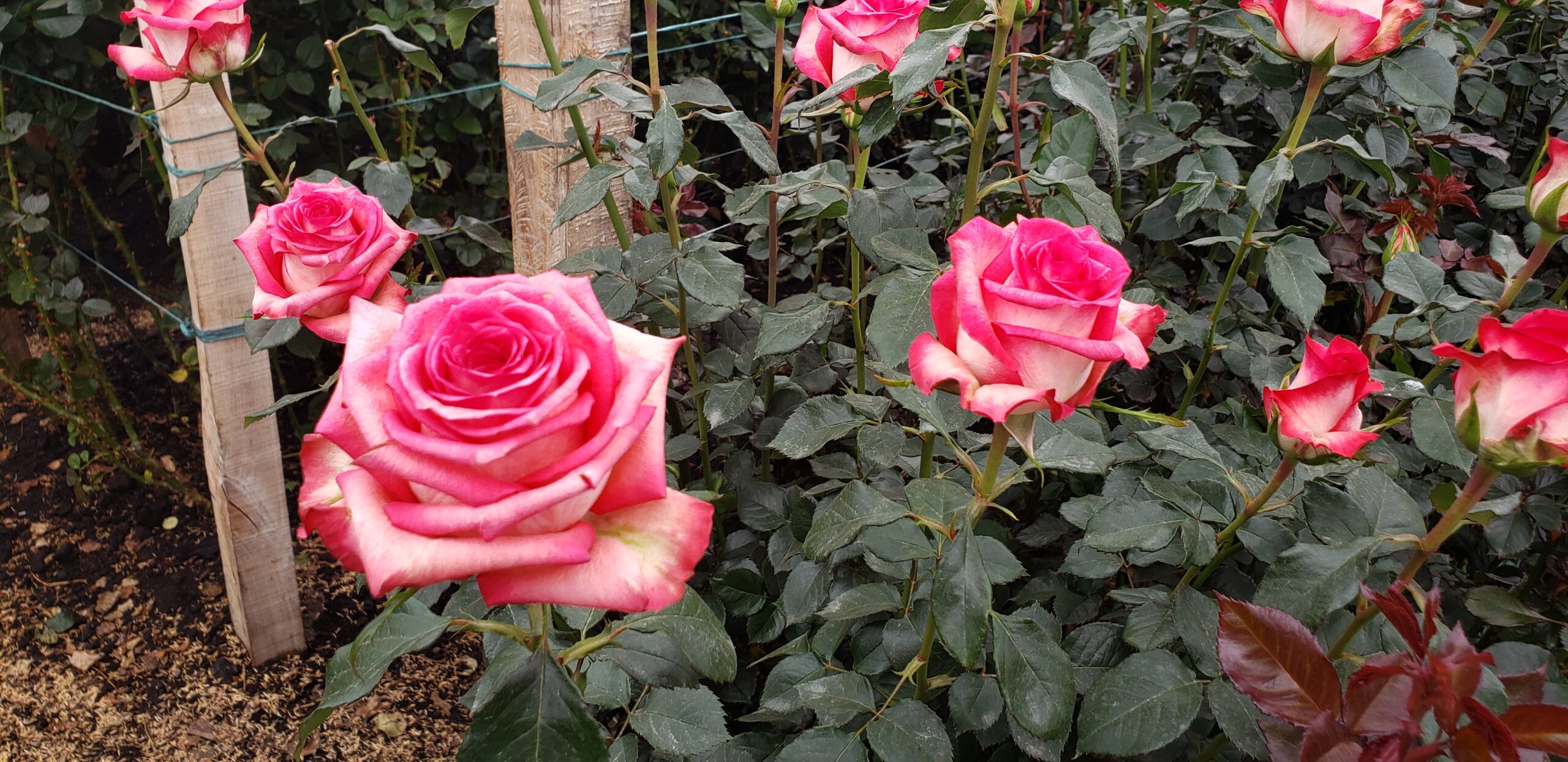 Cultivo de rosas rosadas