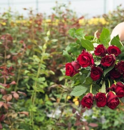 Cultivo de rosas rojas