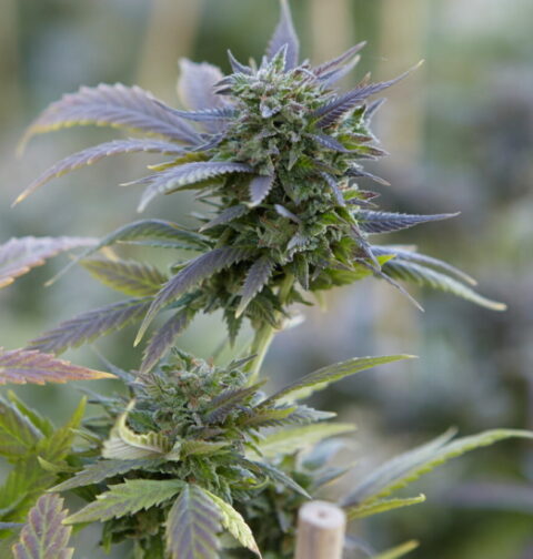 Cultivo de cannabis en Ecuador, proyecto de agricultura que está tomando fuerza.