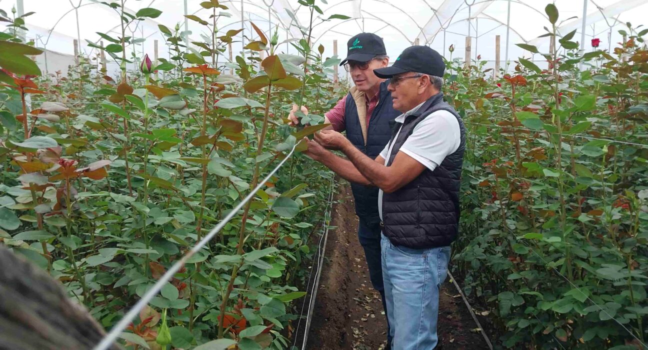 Ingenieros en cultivo