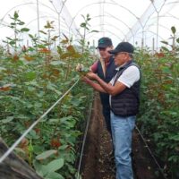 Ingenieros en cultivo