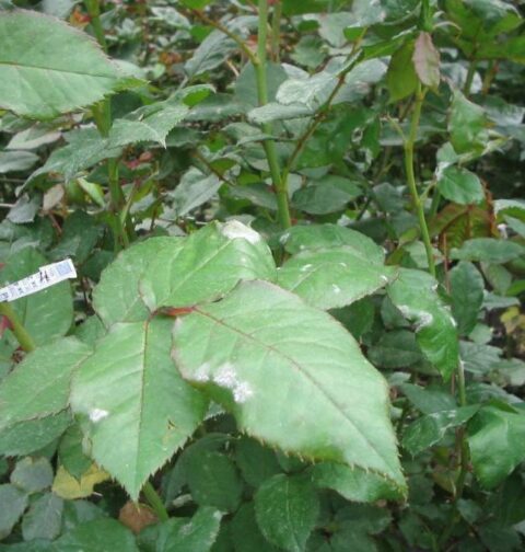 Cultivo con Mildeo Polvoso