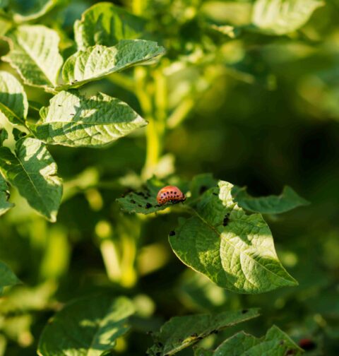 Insecto alimentandose en cultivo