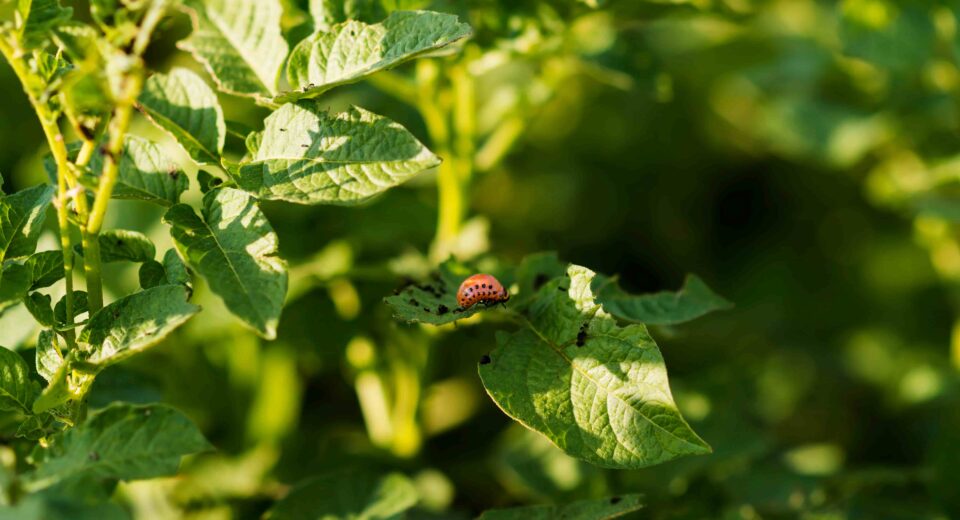 Insecto alimentandose en cultivo