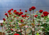 Cultivo de rosas rojas bajo invernadero.