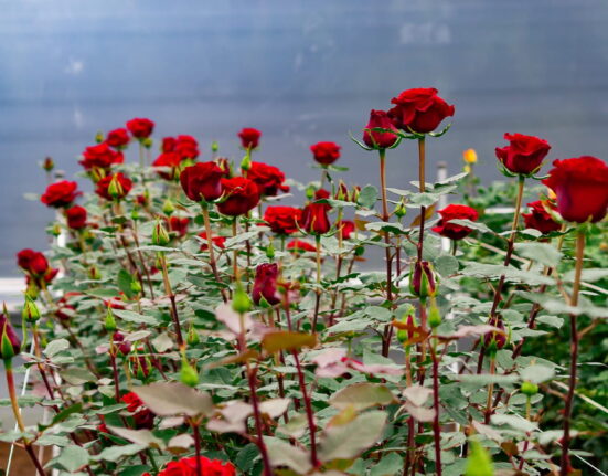 Cultivo de rosas rojas bajo invernadero.