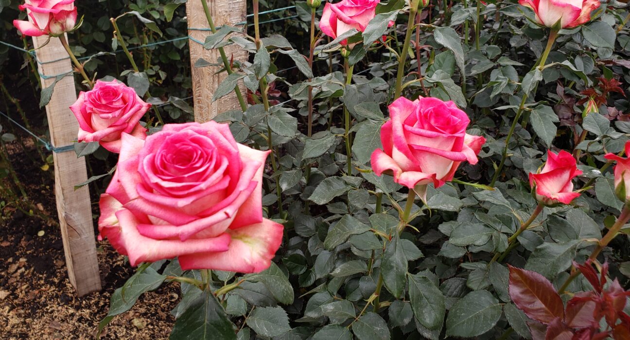 Cultivo de rosas rosadas