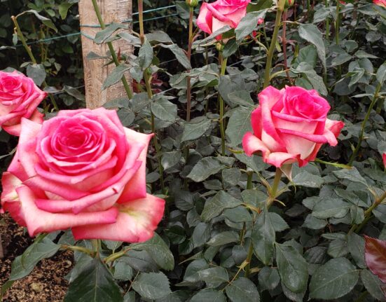 Cultivo de rosas rosadas