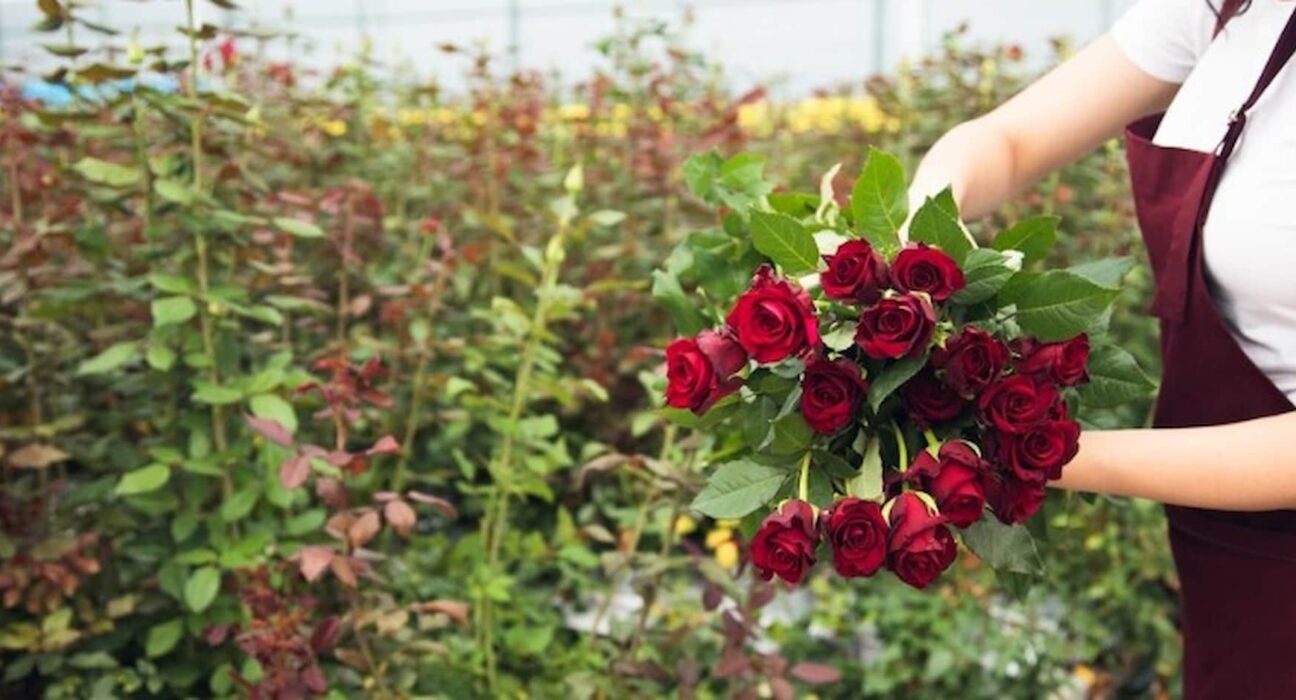 Cultivo de rosas rojas