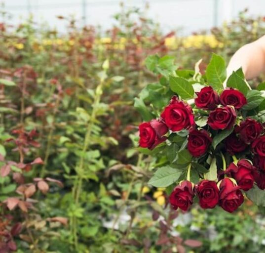 Cultivo de rosas rojas